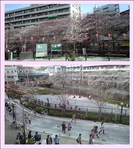 桜130320s.jpg