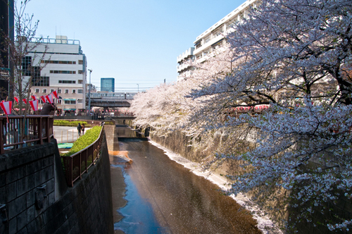 ナカメアルカス　中目黒　目黒川　桜