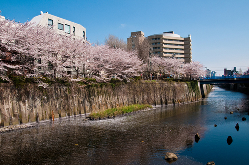 ナカメアルカス　中目黒　目黒川　桜