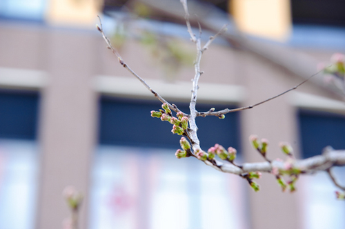 目黒川　桜　開花