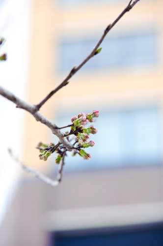 目黒川　桜　開花