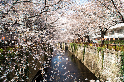 ナカメアルカス春祭り　目黒川桜