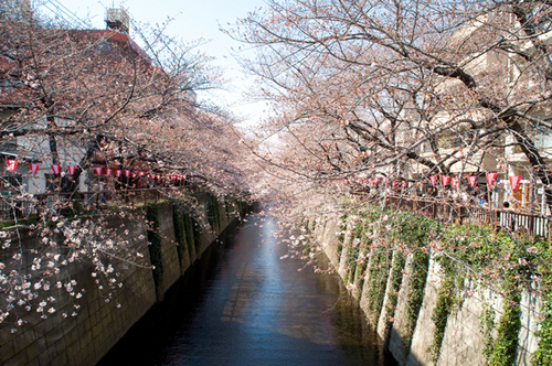 ナカメアルカス春祭り　目黒川桜