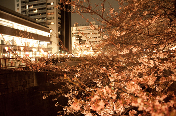 ナカメアルカス　目黒川桜