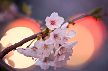 ナカメアルカス　目黒川　桜