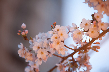 ナカメアルカス　目黒川　桜