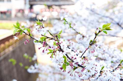 ナカメアルカス　中目黒　目黒川　桜