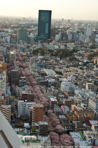 ナカメアルカス　中目黒　目黒川　桜