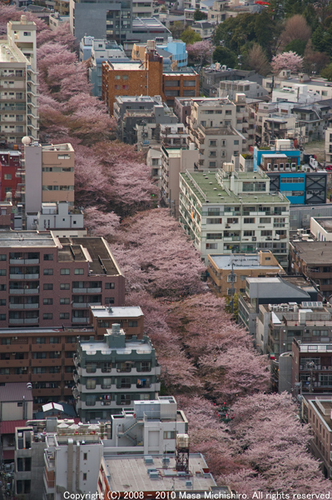 ナカメアルカス　中目黒　目黒川　桜