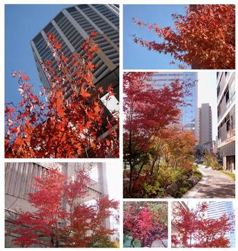 momiji2012.jpg